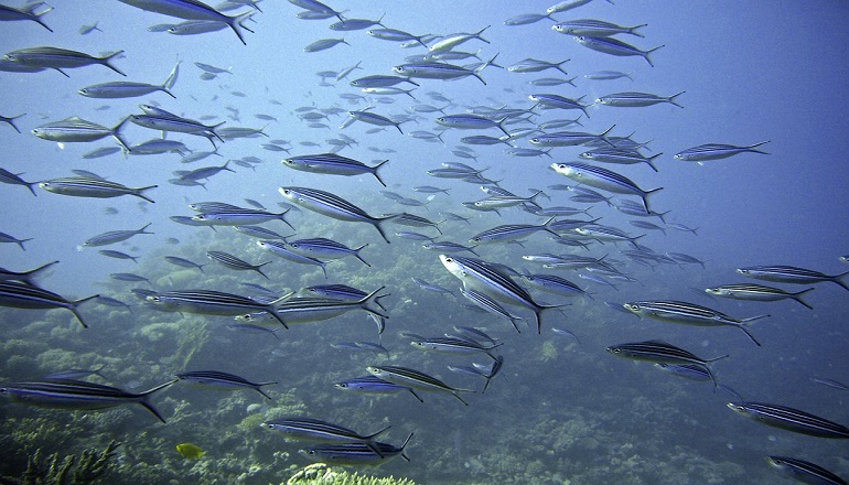 Chelsea-house-hotel-london-sea-life-aquarium