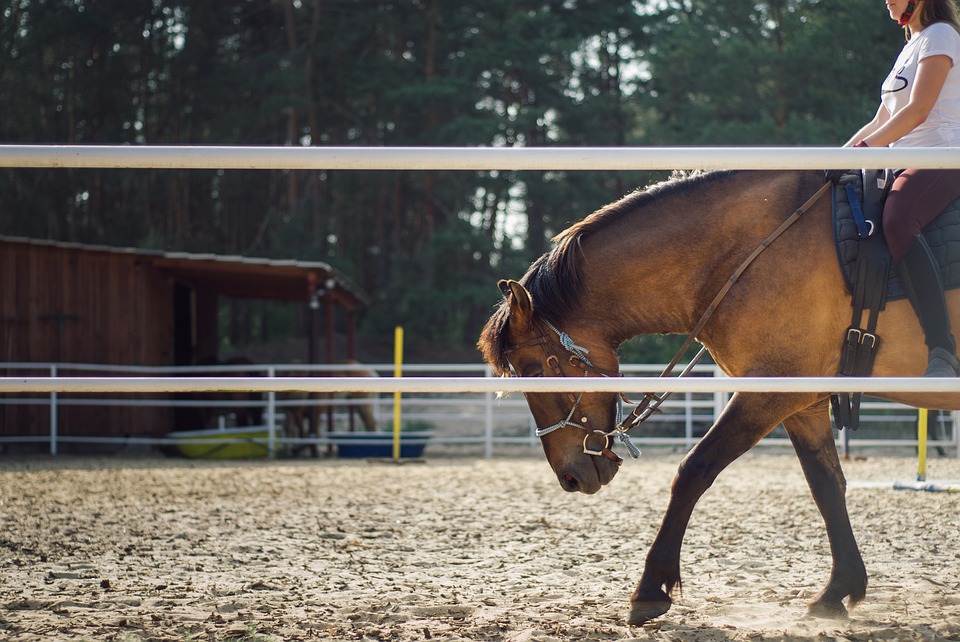 horse-riding